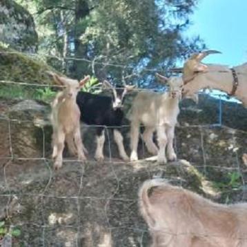 فيلا Quinta Souto Da Ordem - House Castelo Novo المظهر الخارجي الصورة